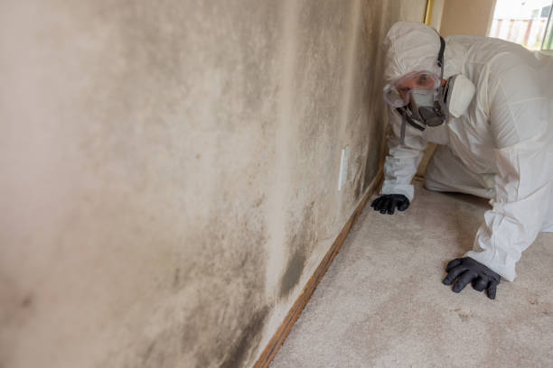 Mold Remediation for Rental Properties in Kidron, OH